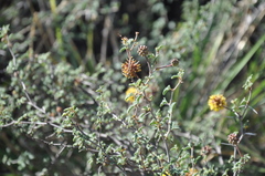 Prosopis reptans