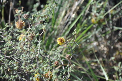 Prosopis reptans