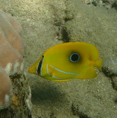Chaetodon bennetti