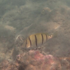 Acanthurus triostegus