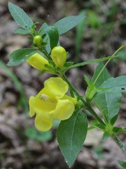 Aureolaria virginica