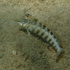 Parapercis australis