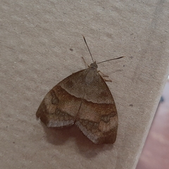 Ceretes marcelserres