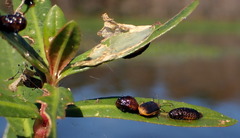 Galerucella nymphaeae