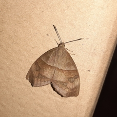 Ceretes marcelserres