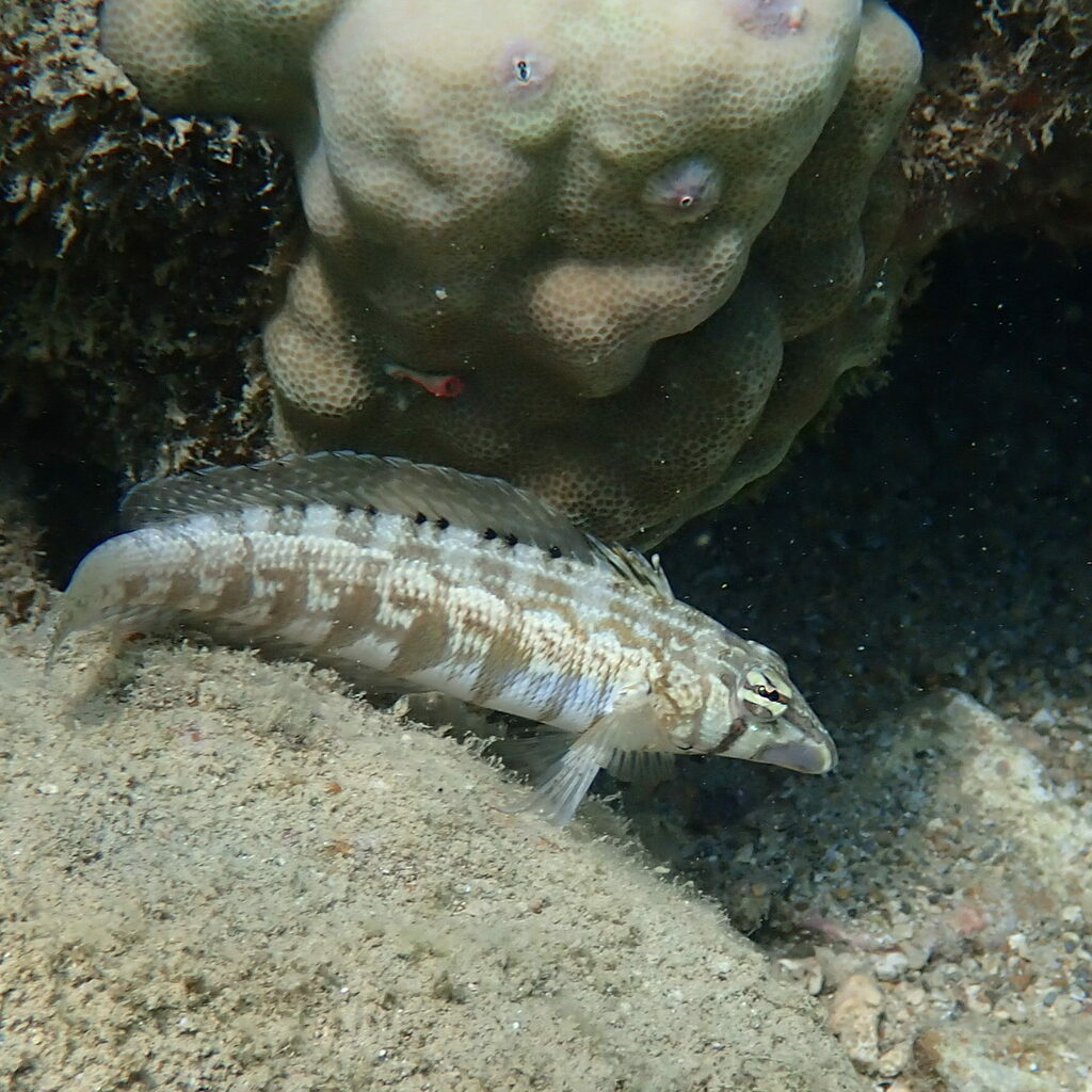 Southern Grubfish from Baie des citrons sud, Nouméa, New Caledonia on ...