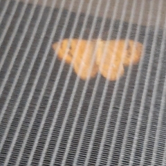 Ceretes marcelserres