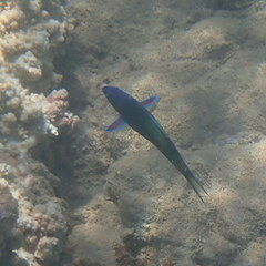 Thalassoma lunare