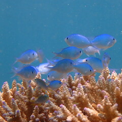 Chromis viridis