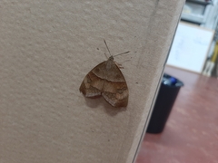 Ceretes marcelserres