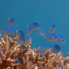 Chromis viridis