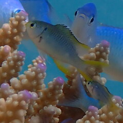 Neopomacentrus nemurus