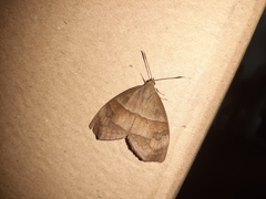 Ceretes marcelserres