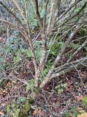 Dirca occidentalis