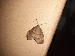 Ceretes marcelserres