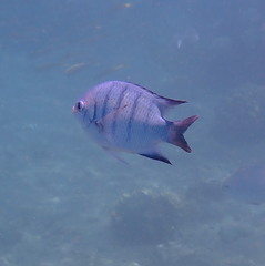 Abudefduf whitleyi