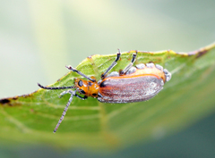 Poneridia semipullata