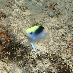 Chrysiptera rollandi