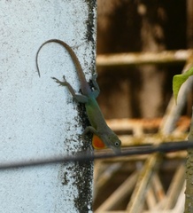 Anolis grahami