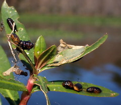 Galerucella nymphaeae