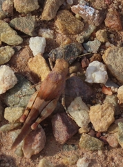 Sphingonotus scabriculus