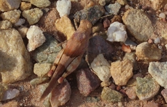 Sphingonotus scabriculus