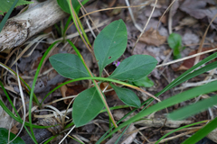Polygaloides paucifolia