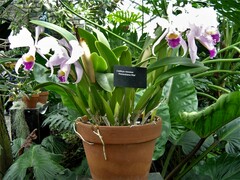 Cattleya mossiae