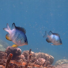 Amblyglyphidodon orbicularis