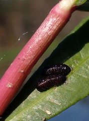 Galerucella nymphaeae