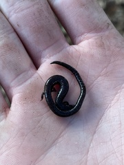 Batrachoseps nigriventris