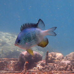 Amblyglyphidodon orbicularis