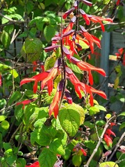 Salvia elegans