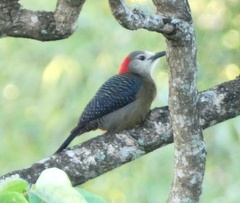 Melanerpes radiolatus