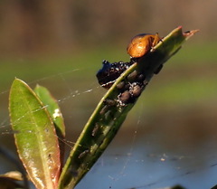 Galerucella nymphaeae