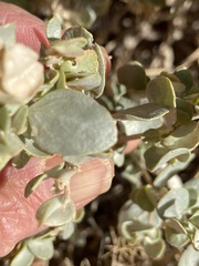 Atriplex confertifolia
