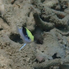 Chrysiptera rollandi