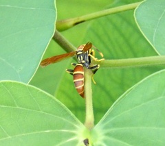 Polistes crinitus
