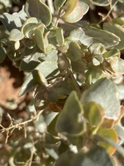 Atriplex confertifolia