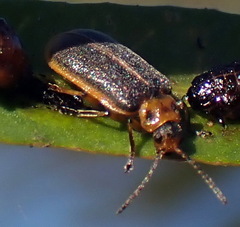 Galerucella nymphaeae