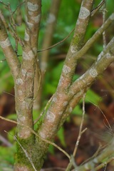 Dirca occidentalis