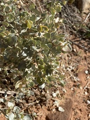 Atriplex confertifolia