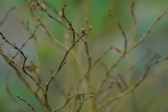 Dirca occidentalis