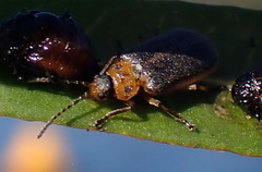 Galerucella nymphaeae