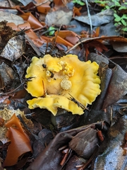 Cantharellus cascadensis
