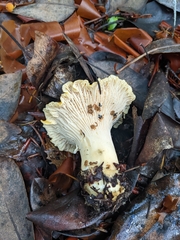 Cantharellus cascadensis