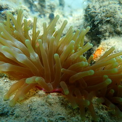 Entacmaea quadricolor