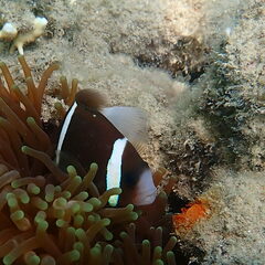 Amphiprion akindynos