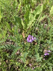 Astragalus agrestis