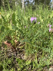 Astragalus agrestis